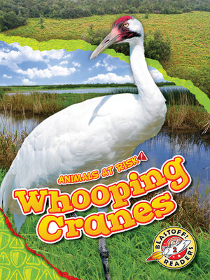 cover image of Whooping Cranes